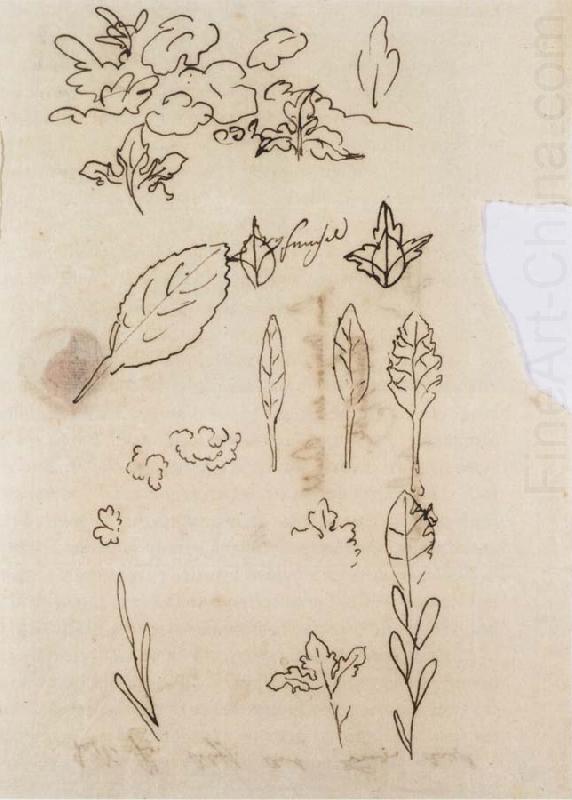 Leaf shapes, Johann Wolfgang von Goethe